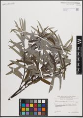 Foto von Salix eleagnos Scop. x Salix purpurea L.